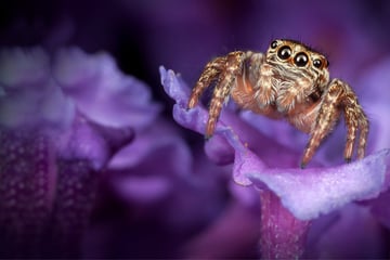 Cutest spider in the world: The tiny spider breaking records!