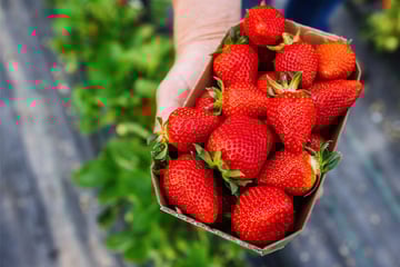 Erdbeerfans im Südwesten aufgepasst: Wann und wo es die ersten Früchte der Saison gibt