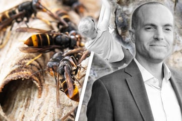 Urlaubsdrama: Vater und Sohn von aggressiven Hornissen getötet