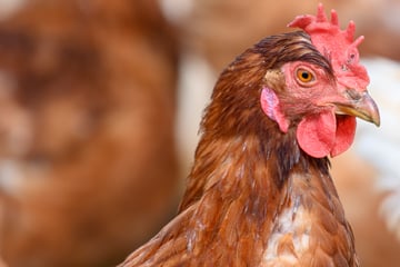 Zwei tote Tiere: Verdachtsfall auf hochansteckende Geflügelpest