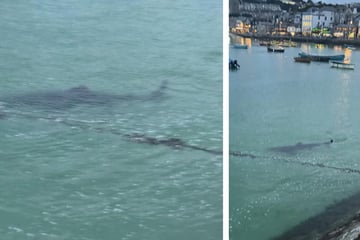 Hai-Alarm: Kinder fliehen schreiend aus dem Wasser!