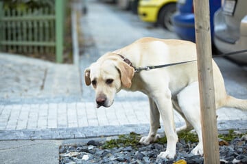 Gassi-Gerangel eskaliert: Hundekot sorgt für Polizeieinsatz