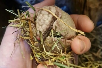 Wie süß! Gurt und Bu haben Kugeltier-Nachwuchs