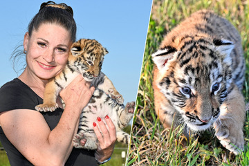 Oh wie süß - Überraschender Nachwuchs bei Tiger-Queen in Sachsen