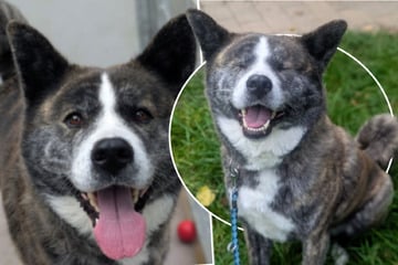 Akita Lucy verlor leider ihr Zuhause, findet sie noch einmal ihr Glück?