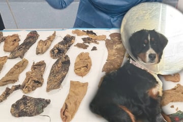 Dog's trip to the vet sparks wild discoveries in her stomach!