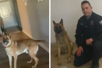 Nach einer heldenhaften Karriere: Polizeihund "Apache" geht in den Ruhestand