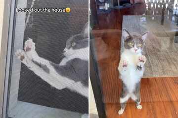 Cat goes "absolutely nuts" trying to help locked out owner back in