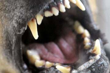 Hundeattacke im Südharz: Rottweiler beißt Frauen in Oberschenkel