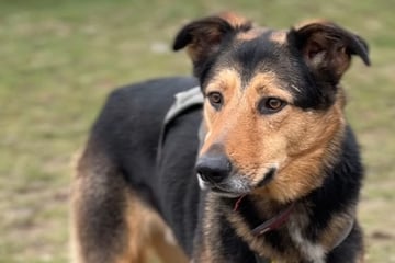 Sehr lieb, aber unglaublich schüchtern: Was hat Hund Luca bloß erlebt?