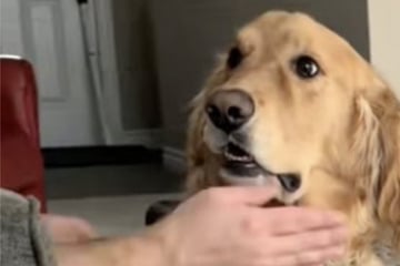 Mann tut nur so, als würde er Golden Retriever streicheln: Die Reaktion des Hundes sorgt für Lachtränen