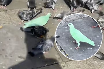 Ach du grüne Taube! Ulkiger Stadtvogel zieht im Netz alle Blicke auf sich