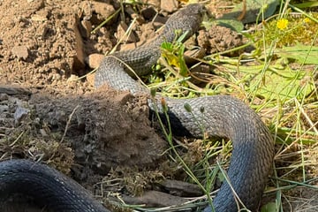 80-Zentimeter-Reptil kriecht durchs Mauerwerk: Anwohner wählen den Notruf