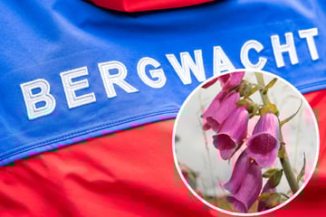 Rettungseinsatz in Sächsischer Schweiz: Mädchen kostet von Giftpflanze