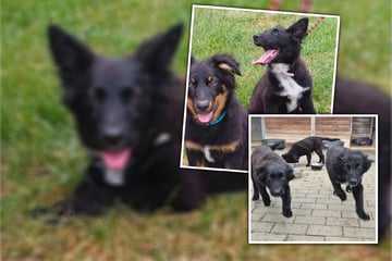 Acht auf einen Streich: Diese zuckersüßen Hundewelpen warten auf neue Familien