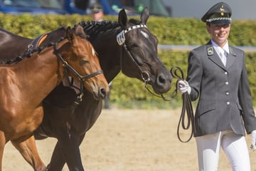 Die nächste Hengstparade steht an - in neuer Halle