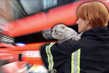 Dresden: Tierische Notfälle: Dresdner Feuerwehr muss Katzen retten, doch für eine kommt jede Hilfe zu spät
