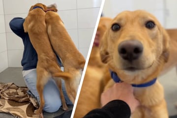 Hundefamilie fliegt raus, weil Besitzer überfordert sind: Jetzt herrscht im Tierheim "Chaos pur"