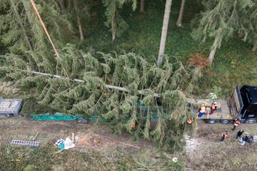 Berlin: Kleiner als im Vorjahr: Weihnachtsbaum für den Reichstag im Harz gefällt