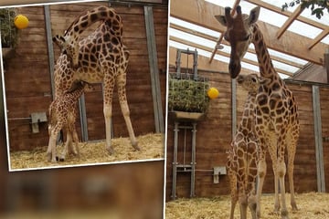 Langhals-Nachwuchs im Zoo Leipzig: Giraffe Tamika ist erneut Mama geworden!