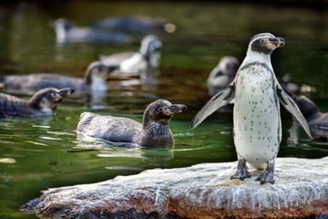 Das große Fracksausen! Neue Pingus bevölkern den Dresdner Zoo