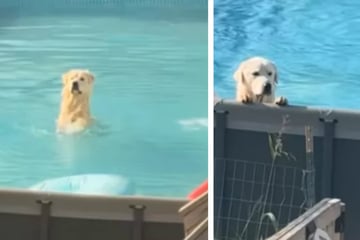 Dog gets caught enjoying his favorite forbidden habit in hilarious clip