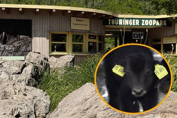 Besonderer Bulle im Thüringer Zoopark geboren: So lautet sein Name!