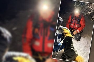 Drei Stunden Einsatz: Hund nach Absturz im Schnee gerettet