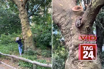 Viral Video of the Day for February 14, 2026: Squirrel catches yummy snacks from high up in a tree