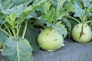 Das kannst Du tun, damit Dein Kohlrabi nicht aufplatzt
