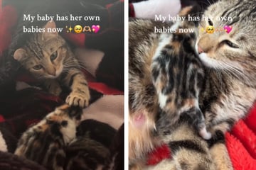 Sweet mama cat and her kittens have got TikTok obsessed!