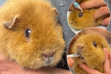 "Das liebste Schweinchen im Universum": Doch Elisabeth hat viel durchgemacht