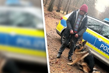 Tierisches Weihnachtswunder: Frau sucht tagelang im Wald nach ihrem Hund