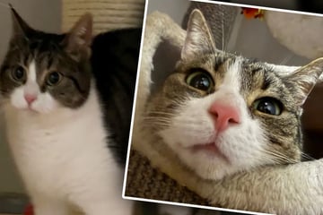 Katze verliert Zuhause, weil sich Frauchen nicht mehr kümmern kann