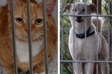 Tierheim stoppt Vermittlungen: "Sollen nicht unterm Tannenbaum landen"