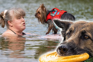 Dresden: Hunde als Wasserratten: Premiere der Badetage für Dresdens Feinis