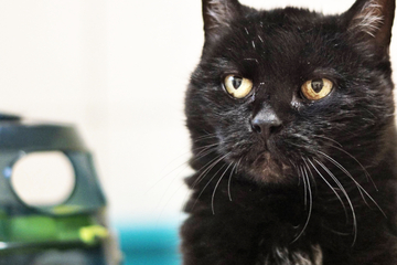 Tragische Geschichte: Kuschel-Katze "Mausi" braucht Vorweihnachtswunder