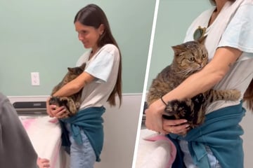 Katze hat Riesenangst vorm Tierarzt: Bei diesem Anblick schmelzen alle Herzen