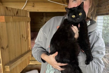 Wochenlang allein neben totem Besitzer: Schicksal von Katze Nibbles rührt so viele