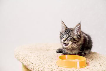 Können Katzen rülpsen? Was normal ist und was nicht