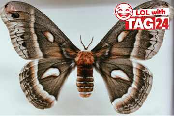 Joke of the Night for February 19, 2026: A flying funny