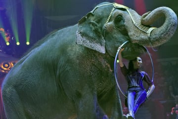 Erstmals in Deutschland: Hier sind Tiere im Zirkus ab sofort verboten