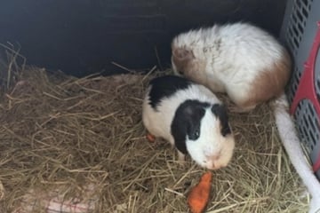 Nur knapp dem Tod entkommen: Unbekannte setzen Meerschweinchen aus, wer kann helfen?