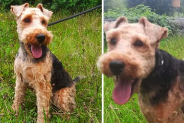 Bildhübscher Welsh Terrier wünscht sich DAS von seinen Besitzern: Ob Benni Erfolg hat?