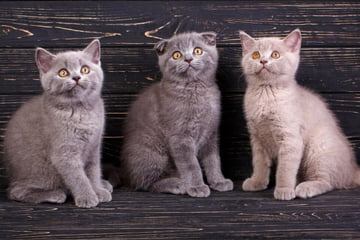 Graue Katzen: Vier besondere Rassen zum Verlieben