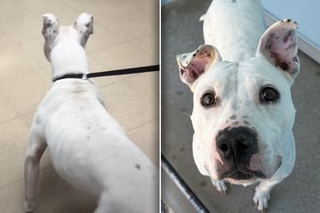 Tierheim prüft Mikrochip von neuem Hund: Kurz darauf herrscht großes Staunen