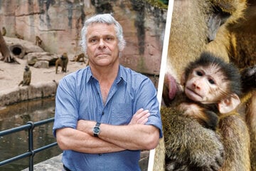 Pavian-Nachwuchs in Nürnberg: Tötung weiter eine Option