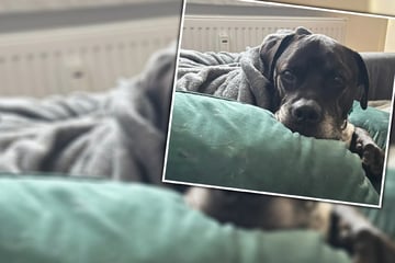 Schreckliche Diagnose nach Umzug ins neue Zuhause: Wer rettet Hund Sancho das Leben?