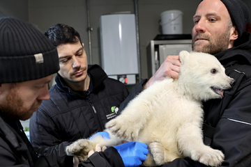 Gender Reveal im Karlsruher Zoo: Eisbärenbaby ist ein …