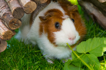 Meerschweinchen draußen halten: So sorgst Du für Sicherheit und Wohlbefinden
